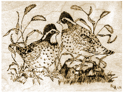 A Pair of Quail